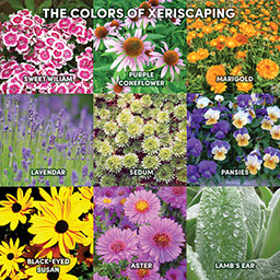 Sweet William, Purple Coneflower, Marigold, Lavender, Sedum, Pansies, Black-Eyed Susan, Aster, Lamb's Ear